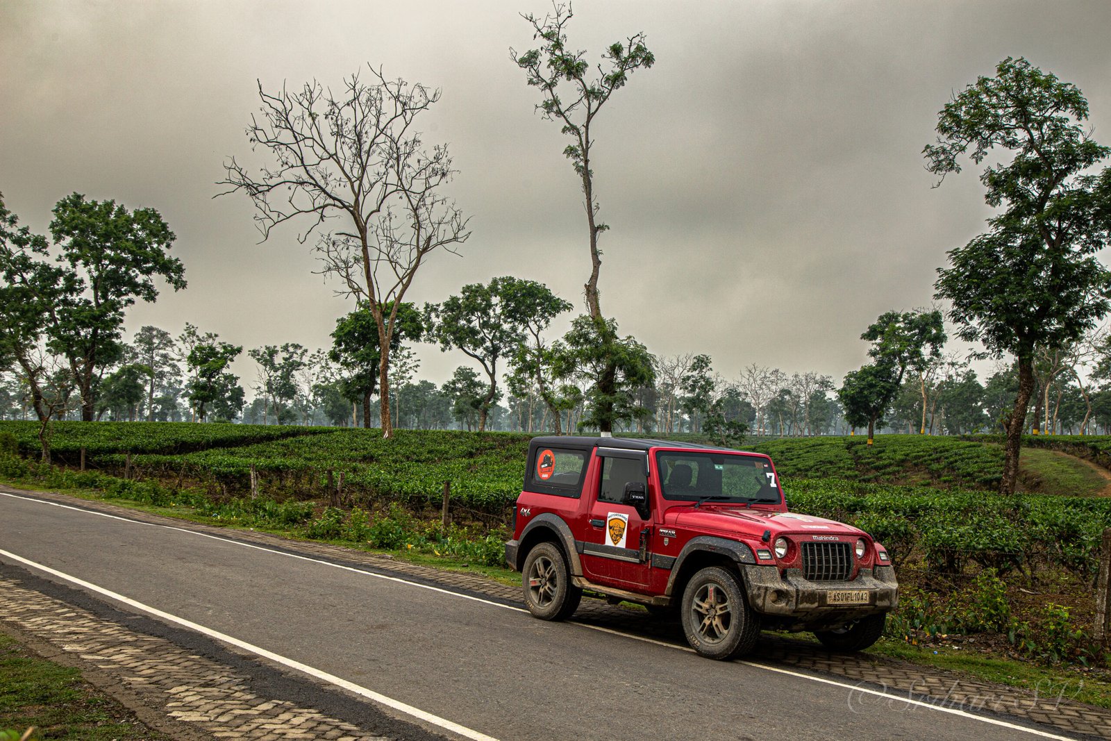 Tea gardens Assam border (1)